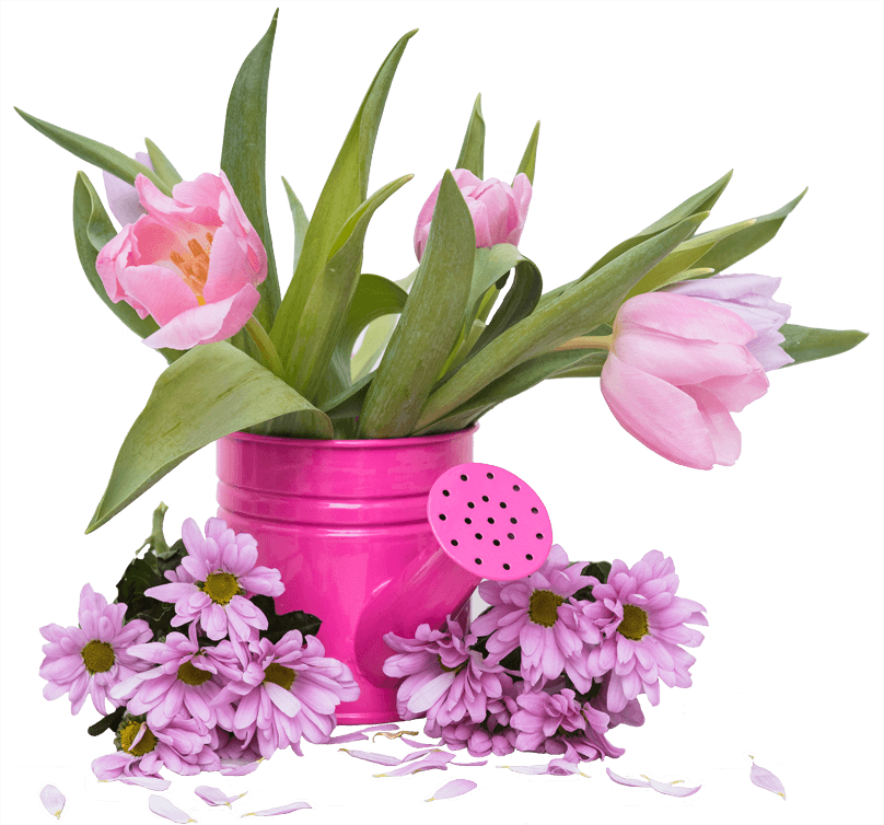 soft-tulips-in-watering-pot_1704231